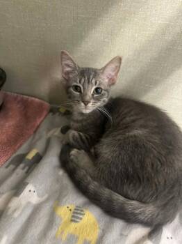 Pounce -  Domestic Short Hair Cat for Adoption in Marion, Ohio - Pounce | PetCurious