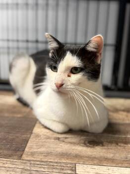 BUZZY -  Domestic Short Hair Cat for Adoption in Algona, Iowa - BUZZY | PetCurious