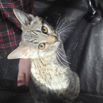 Taco26 -  Domestic Short Hair Cat for Adoption in Youngsville, North Carolina - Taco26 | PetCurious