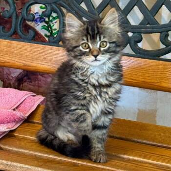Ivy  -  Domestic Long Hair Cat for Adoption in Cambria, California - Ivy  | PetCurious