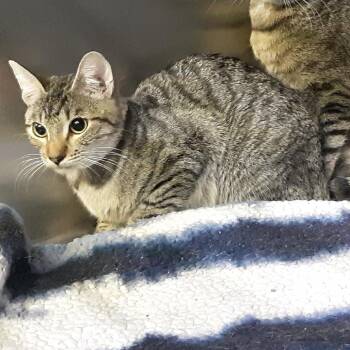 Domestic Short Hair Cats Available for Adoption - Jasmine | PetCurious