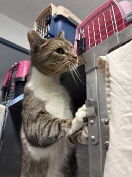 Rescue Domestic Short Hair Cats for Adoption in Morristown, New Jersey - Meow | PetCurious