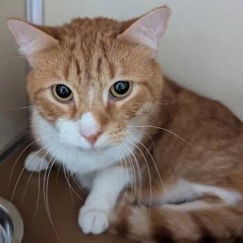 Rescue Domestic Short Hair Cats for Adoption in Jeffersonville, Indiana - Wasabi | PetCurious