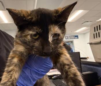 A1271589 -  Domestic Short Hair Cat for Adoption in Charlotte, North Carolina - A1271589 | PetCurious
