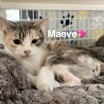 Manx Cats Available for Adoption in Peachtree City, Georgia - Maeve | PetCurious