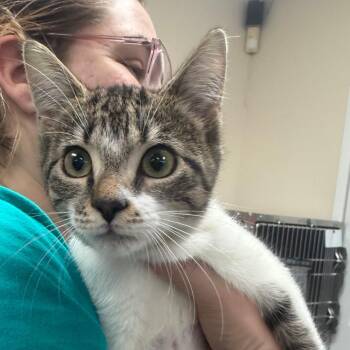 Domestic Short Hair Cats Available for Adoption - Ivy | PetCurious