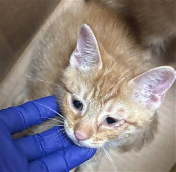 STEVE -  Domestic Short Hair Cat for Adoption in Dallas, Texas - STEVE | PetCurious