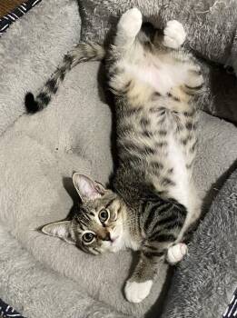 Rescue Domestic Short Hair Cats for Adoption in Angleton, Texas - Jessie | PetCurious