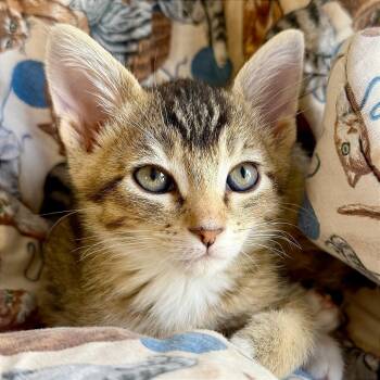 Domestic Short Hair Cats Available for Adoption in Pleasant Hill, California - Legolas | PetCurious