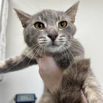 Domestic Short Hair Cats Available for Adoption in Columbiana, Alabama - Tess | PetCurious