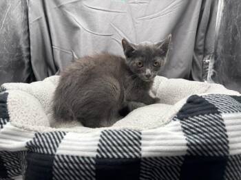 A121834 -  Manx and Domestic Short Hair Cat for Adoption in Grovetown, Georgia - A121834 | PetCurious