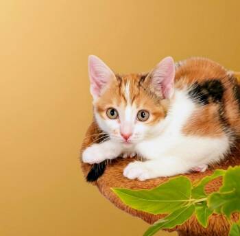 Flora MD -  Calico Cat Available for Adoption - Flora MD | PetCurious