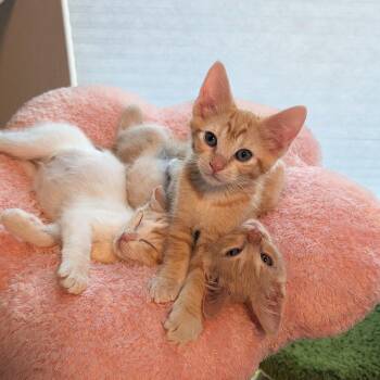 Mandarin -  Domestic Short Hair Cat for Adoption in Portland, Oregon - Mandarin | PetCurious