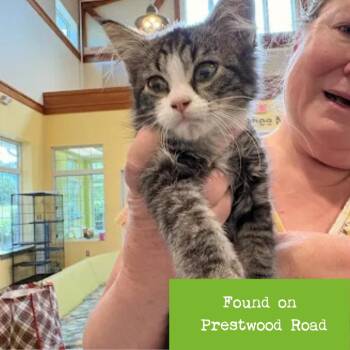 Levi -  Domestic Medium Hair Cat for Adoption in Lynchburg, Virginia - Levi | PetCurious