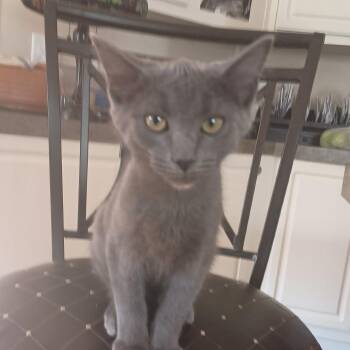 Astro -  Domestic Short Hair Cat for Adoption in Falls Church, Virginia - Astro | PetCurious