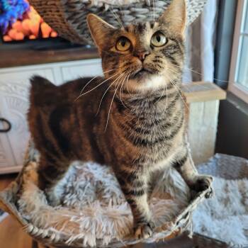 Meeps ( Bobtail ) -  Domestic Short Hair Cat for Adoption in Indianapolis, Indiana - Meeps ( Bobtail ) | PetCurious