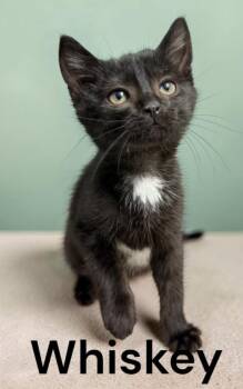 Whiskey -  Domestic Short Hair Cat for Adoption in Weems, Virginia - Whiskey | PetCurious