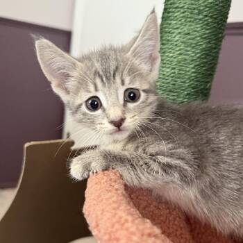 Tinkerbell -  American Shorthair Cat for Adoption in Port Washington, Wisconsin - Tinkerbell | PetCurious