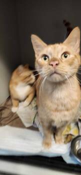 Rescue Domestic Short Hair Cats for Adoption in San Diego, California - Naruto | PetCurious