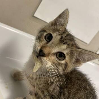 Biscuit -  Domestic Short Hair Cat for Adoption in Chicago, Illinois - Biscuit | PetCurious