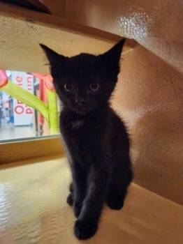 Sebastian -  Domestic Short Hair Cat for Adoption in Wilkesboro, North Carolina - Sebastian | PetCurious