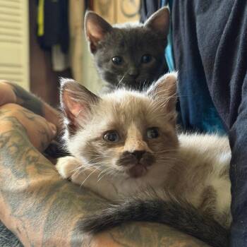 Miffy -  Domestic Short Hair Cat for Adoption in Dallas, Texas - Miffy | PetCurious