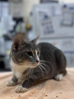 DOAKES -  Domestic Short Hair Cat for Adoption in Aliquippa, Pennsylvania - DOAKES | PetCurious