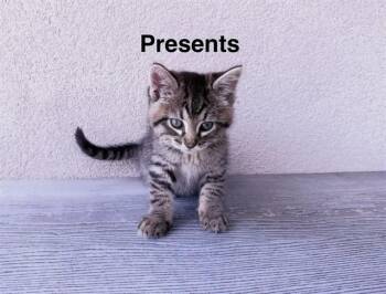 PRESENTS -  Domestic Short Hair Cat for Adoption in Colorado Springs, Colorado - PRESENTS | PetCurious
