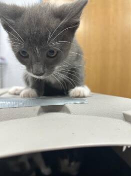 26-0762 -  Domestic Short Hair Cat for Adoption in Hartsville, South Carolina - 26-0762 | PetCurious