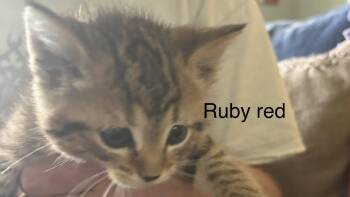 Domestic Short Hair Cats Available for Adoption in White Bluff, Tennessee - Ruby | PetCurious