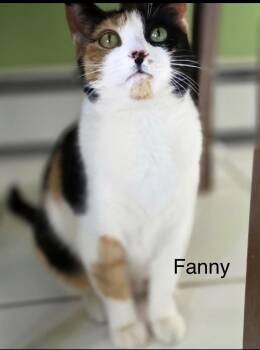 Fanny -  Calico Cat for Adoption in Trenton, New Jersey - Fanny | PetCurious
