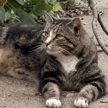 Moto Moto-C -  Domestic Short Hair Cat for Adoption in East St. Louis, Illinois - Moto Moto-C | PetCurious