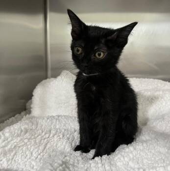 Domestic Short Hair Cats Available for Adoption - Miles | PetCurious