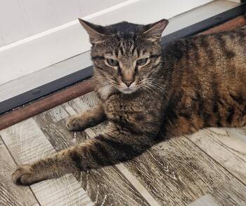 Snead -  Domestic Short Hair Cat for Adoption in Crossville, Tennessee - Snead | PetCurious