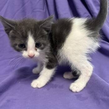 ECHO -  Domestic Short Hair Cat for Adoption in Richmond, California - ECHO | PetCurious
