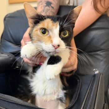Patches -  Domestic Short Hair Cat for Adoption in Birmingham, Alabama - Patches | PetCurious
