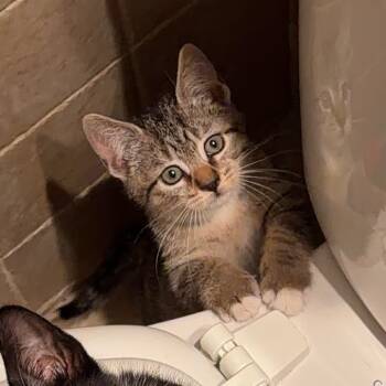 Rescue Domestic Short Hair Cats for Adoption - Randall Boggs | PetCurious