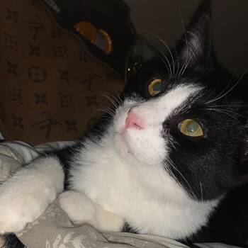 Rescue Domestic Short Hair Cats for Adoption in Grantsville, Utah - Charles | PetCurious