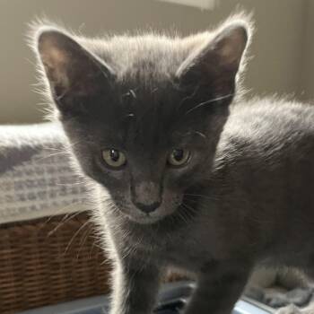Matcha -  Domestic Short Hair Cat Available for Adoption in Irvine, California - Matcha | PetCurious