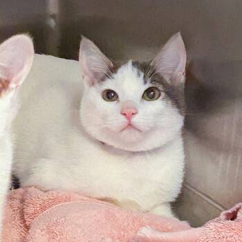 Buttercup -  Domestic Short Hair Cat for Adoption in Hawthorne, California - Buttercup | PetCurious