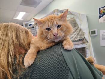 Domestic Medium Hair Cats Available for Adoption in Kirkland, Washington - Simba (FIV+) | PetCurious