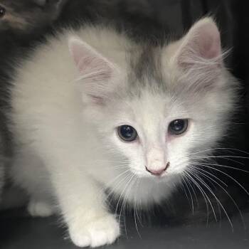 Markie -  Domestic Short Hair Cat for Adoption in Philadelphia, Pennsylvania - Markie | PetCurious