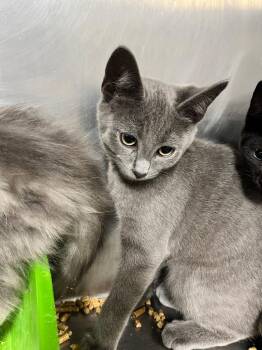 Bray -  Domestic Short Hair Cat for Adoption in Hopkinsville, Kentucky - Bray | PetCurious