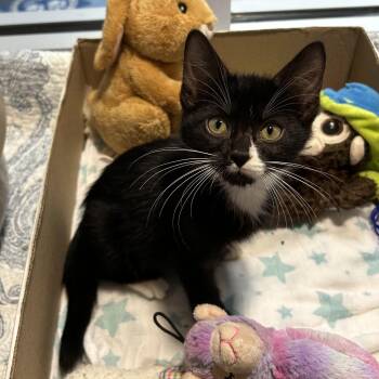 Rescue American Shorthair Cats for Adoption in Charleston, South Carolina - Kirby | PetCurious