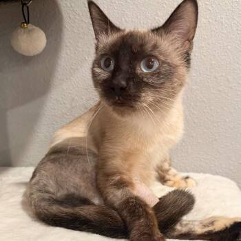 Delilah -  Domestic Short Hair and Siamese Cat for Adoption in Wilsonville, Oregon - Delilah | PetCurious