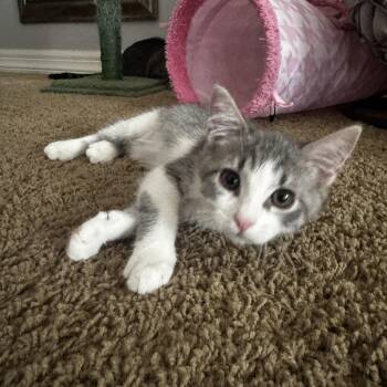 Gracie -  Domestic Short Hair Cat for Adoption in San Tan Valley, Arizona - Gracie | PetCurious