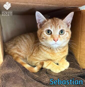 Domestic Short Hair Cats Available for Adoption - Sebastian | PetCurious