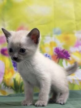 Siamese and Domestic Short Hair Cats Available for Adoption in San Antonio, Texas - Tofu | PetCurious