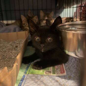 Cobra -  Domestic Short Hair Cat for Adoption in Lyndhurst, Virginia - Cobra | PetCurious