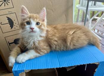Cheeto -  Domestic Long Hair Cat for Adoption in Rocky Hill, Connecticut - Cheeto | PetCurious